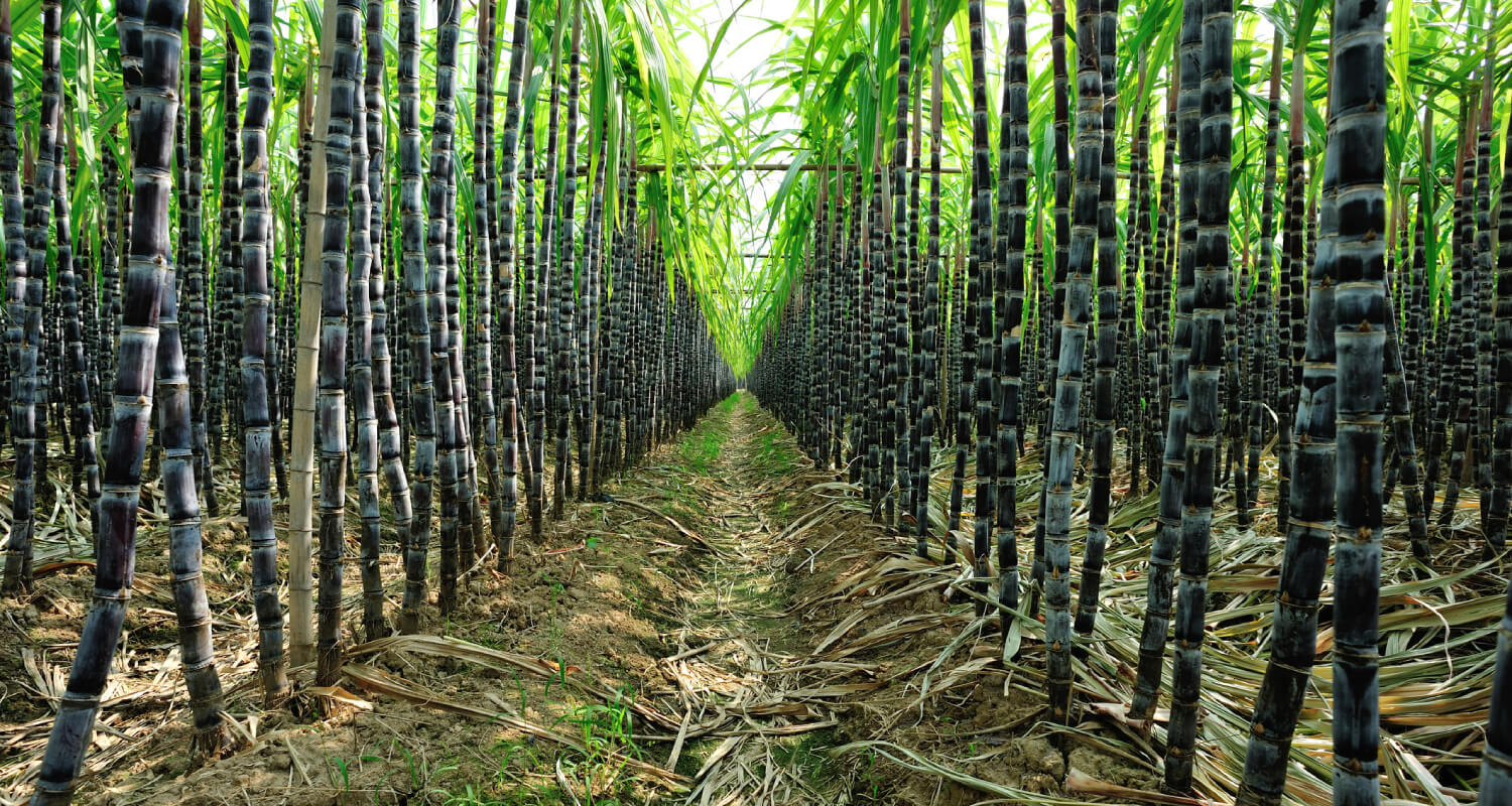 sugarcane vodka raw materials luma